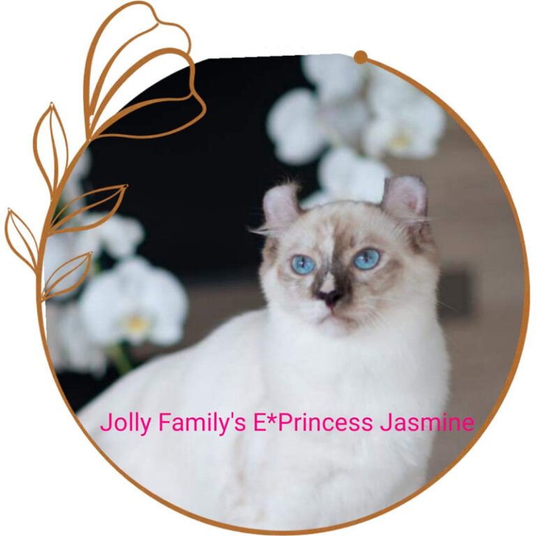 Ch. Jolly Family's E* Princess Jasmine